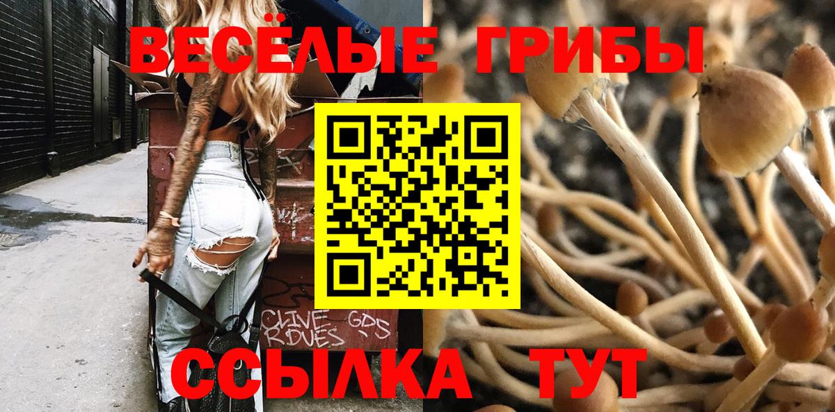 Галлюциногенные грибы Cubensis Курчатов